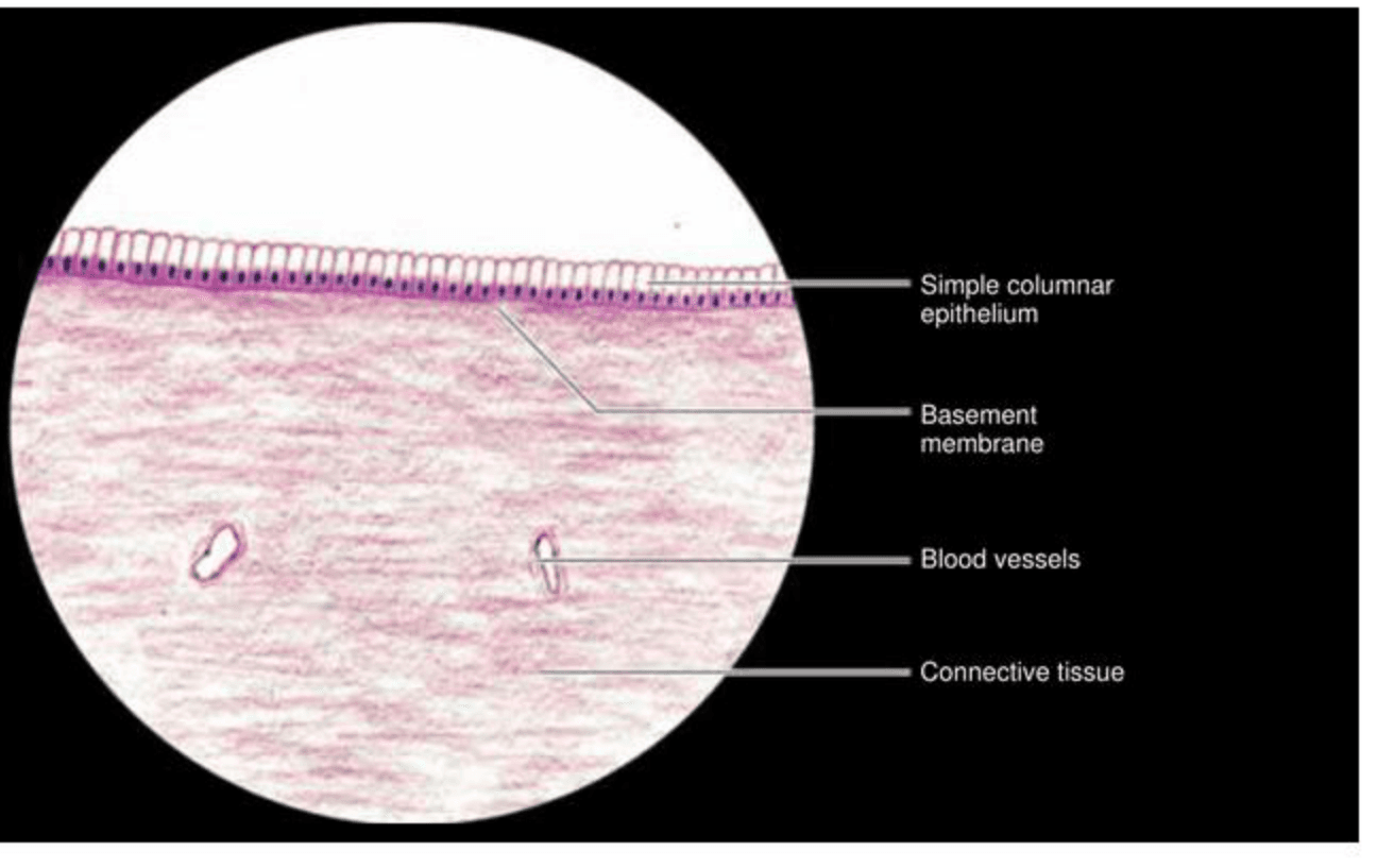 Labelled illustration of Simple columnar epithelium