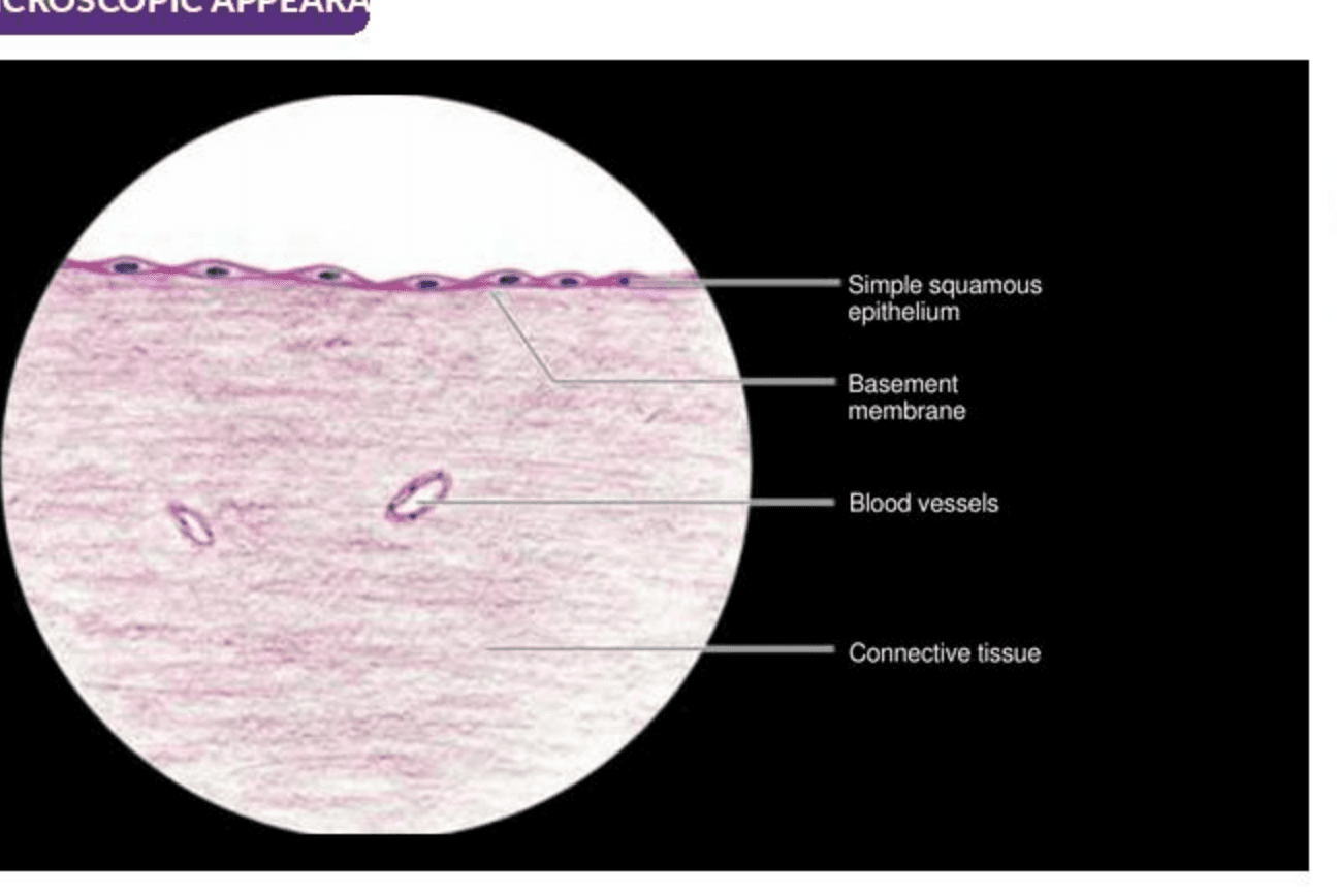 Labelled illustration of Simple squamous epithelium
