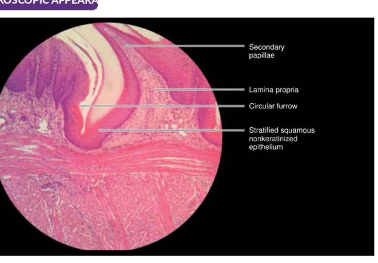 Labelled illustration of Tongue