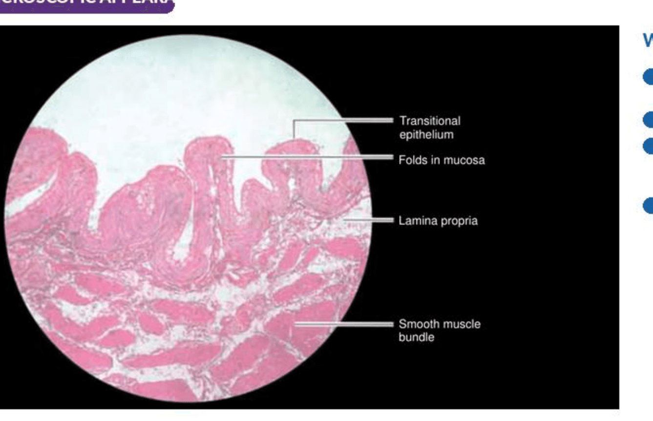 Labelled illustration of Urinary bladder