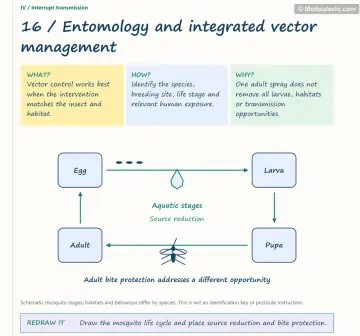 Visual notebook page — Entomology and integrated vector management: what, how and why panels with a teaching diagram