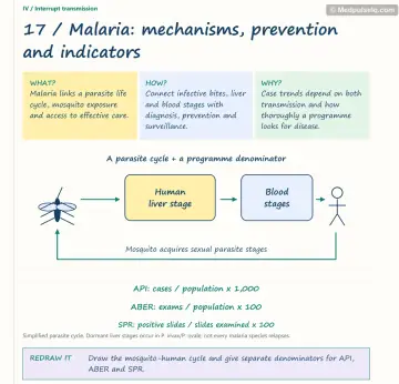 Visual notebook page — Malaria: mechanisms, prevention and indicators: what, how and why panels with a teaching diagram