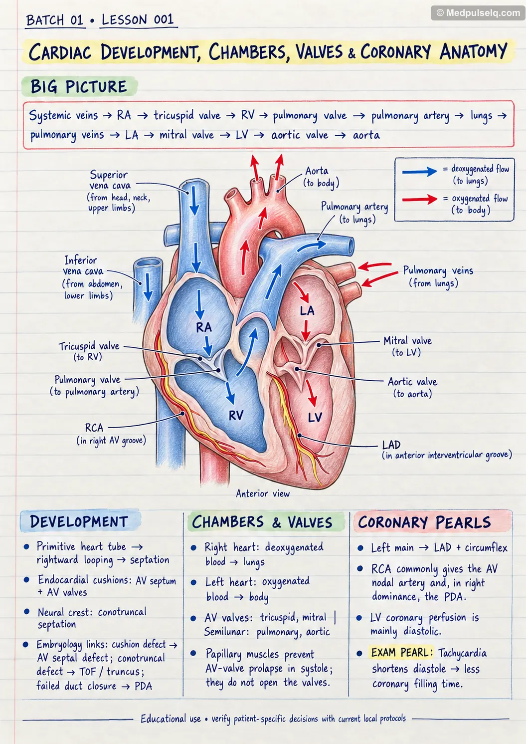 Handwritten one-page note: heart development, chambers, valves and coronary circulation