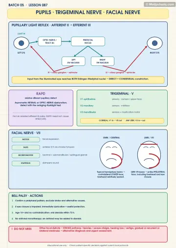 Handwritten one-page note: pupillary reflexes, trigeminal divisions and facial nerve patterns