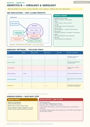 Handwritten one-page note: hepatitis B replication, serology marker meanings, exam table and safe next steps.