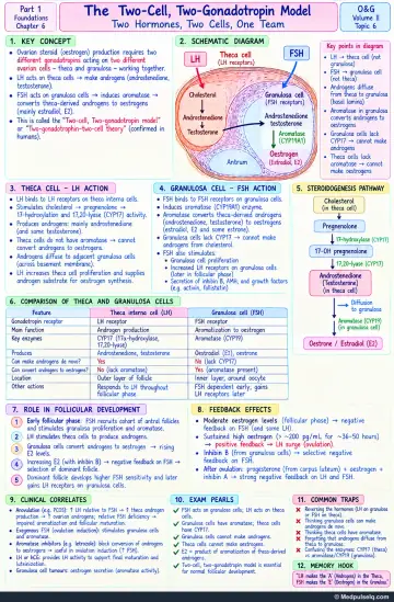 Handwritten one-page note: two-cell two-gonadotropin model with theca and granulosa cell roles, steroidogenesis pathway and clinical correlates