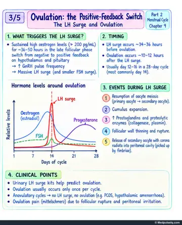 Handwritten one-page note: LH surge trigger, timing, hormone curves around ovulation and events of follicular rupture