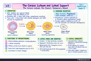 Handwritten one-page note: corpus luteum formation, progesterone functions, luteal phase duration and luteal support