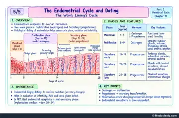 Handwritten one-page note: endometrial cycle phases, histological features and endometrial dating