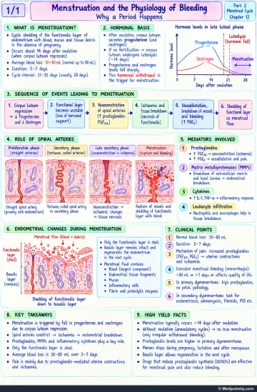 Handwritten one-page note: physiology of menstruation, spiral arteries, mediators and clinical points