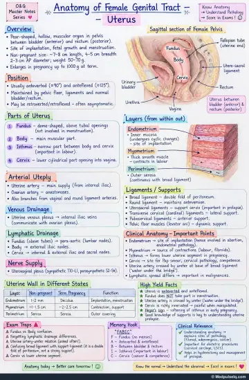 Handwritten one-page note: uterus anatomy