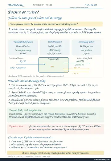 Handwritten one-page note: facilitated diffusion versus primary and secondary active transport in the enterocyte