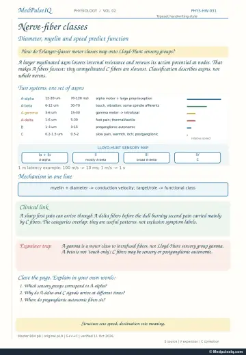 Handwritten one-page note: Erlanger–Gasser and Lloyd–Hunt nerve-fibre classification