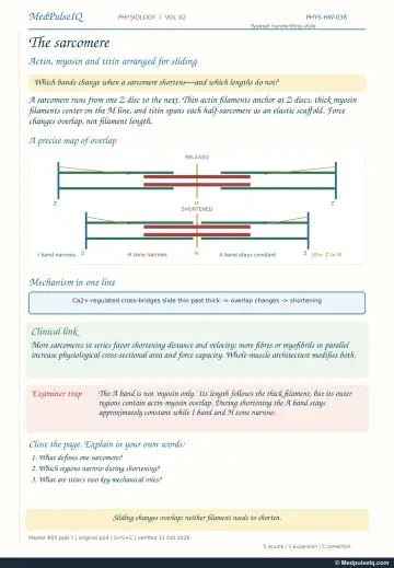 Handwritten one-page note: sarcomere bands in relaxed and shortened states