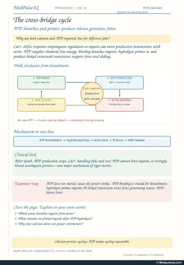 Handwritten one-page note: the four-step actin–myosin cross-bridge cycle and rigor