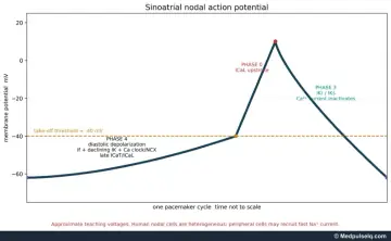 Graph: SA nodal action potential with phases 4, 0 and 3