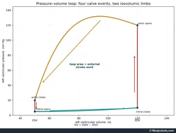 Graph: left ventricular pressure–volume loop with valve events