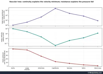 Graphs: total cross-sectional area, mean velocity and mean pressure from aorta to vena cava