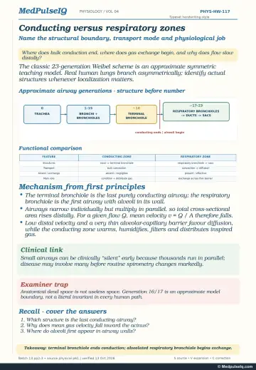 Handwritten one-page note: conducting zone versus respiratory zone of the airway tree