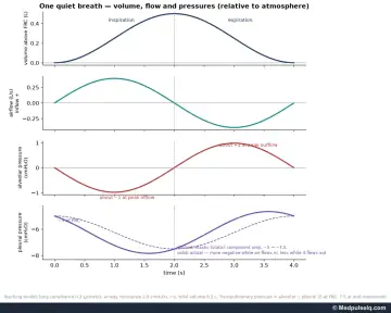 Graphs: lung volume, airflow, alveolar pressure and pleural pressure during one quiet breath