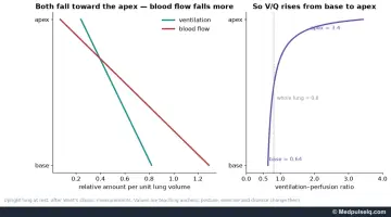 Graphs: ventilation and blood flow from base to apex of the upright lung, and the resulting ventilation–perfusion ratio
