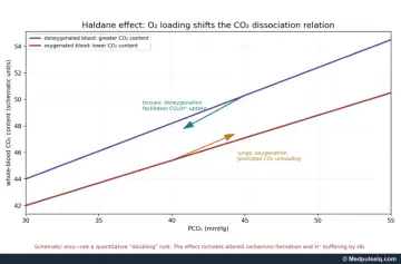 Graph: CO₂ dissociation curves for oxygenated and deoxygenated blood