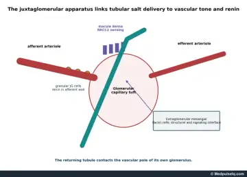 Diagram: juxtaglomerular apparatus with afferent and efferent arterioles, granular cells, macula densa and lacis cells