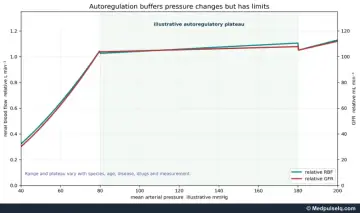 Graph: renal blood flow and GFR against mean arterial pressure showing the autoregulatory plateau
