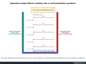 Diagram: loop of Henle countercurrent multiplier building a corticomedullary osmotic gradient