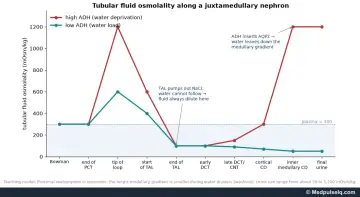 Graph: tubular fluid osmolality from Bowman space to final urine under high and low ADH
