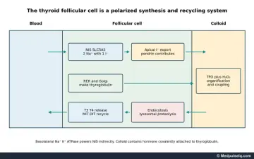 Diagram: thyroid follicular cell showing iodide uptake, thyroglobulin synthesis, organification, endocytosis and hormone release