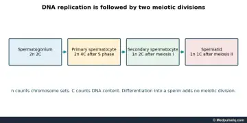 Diagram: spermatogonium 2n 2C, primary spermatocyte 2n 4C, secondary spermatocyte 1n 2C, spermatid 1n 1C