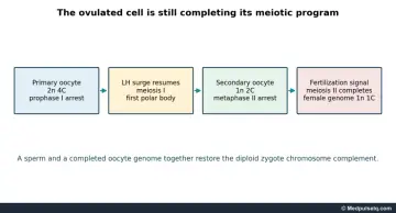 Diagram: primary oocyte 2n 4C arrested in prophase I; LH surge resumes meiosis I; secondary oocyte 1n 2C arrested in metaphase II; fertilisation completes meiosis II