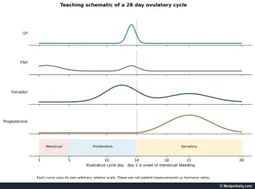 Graph: schematic LH, FSH, estradiol and progesterone curves across a 28-day cycle with menstrual, proliferative and secretory endometrial phases