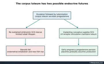 Diagram: without hCG rescue the corpus luteum regresses and steroids fall; with hCG from an implanting conceptus it is maintained until the placenta takes over
