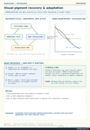 Handwritten one-page note: retinoid cycle through the RPE and the biphasic dark-adaptation curve