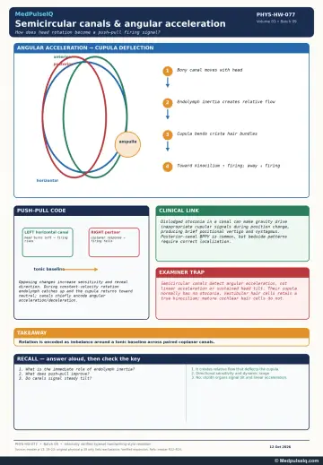 Handwritten one-page note: endolymph inertia deflects the cupula; push–pull coding in paired canals