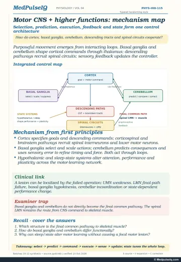 Diagram: cortex, basal ganglia and cerebellum loops via thalamus, descending paths, spinal circuits, state systems and proprioceptive feedback