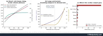 Graphs: heart rate, stroke volume, cardiac output, ventilation and lactate versus workload, and blood flow distribution at rest versus maximal exercise